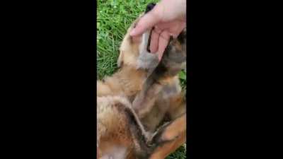Happy fox friday!
