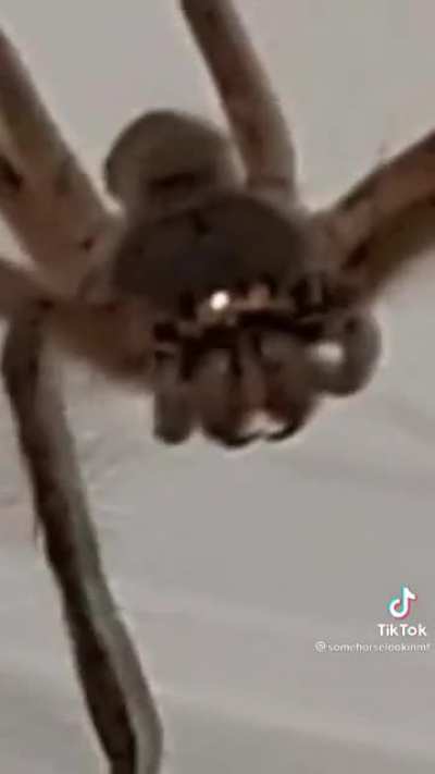 She&rsquo;s not really afraid of spiders
