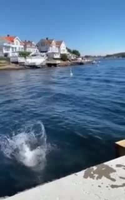 Perfect reaction for a perfect jump