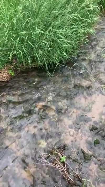 Not sure if swimming is allowed but he&rsquo;s definitely got places to be.