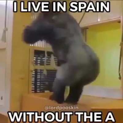 Jajaja mono