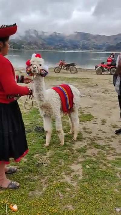 My mom's first experience with an alpaca went well...