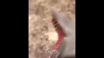 yo