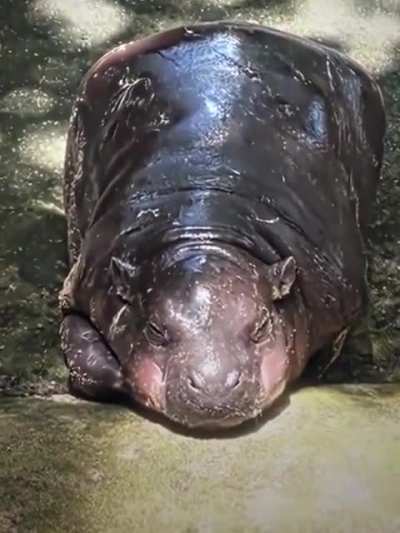 Metal is better with hippos