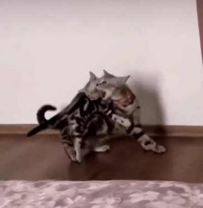 Hitkitten Training