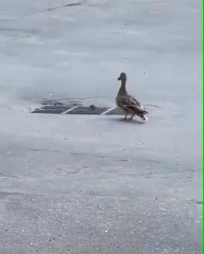 Its like the song but 4 go missing at the same time