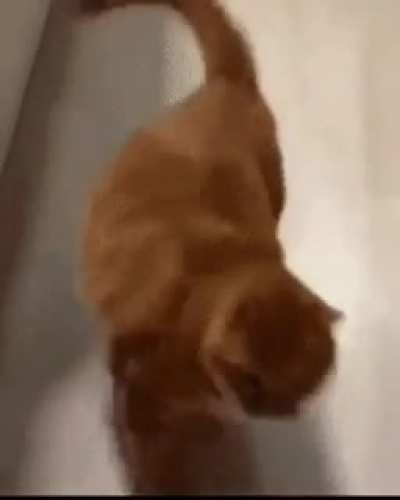 Too Absolute to Cat