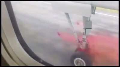 Deer gets annihilated by plane. See ya deer!