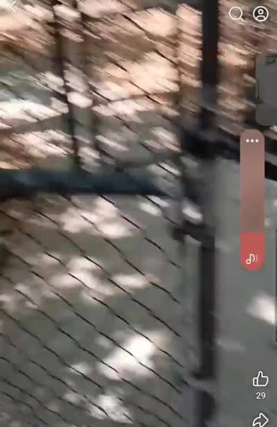 Dog owner screams slurs at park when someone in a local Facebook group made a post with a photo of her dog asking if it was abandoned