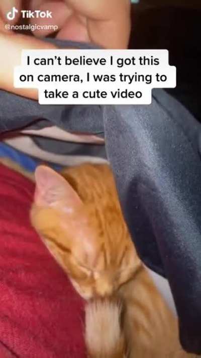 Aww&hellip;. Look at the quiet little sleeping kitten&hellip; well maybe