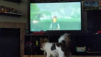 Bark of the Wild