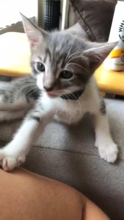 It&rsquo;s been a week since we got anakin from the grocery store parking lot. He has a lot to say.