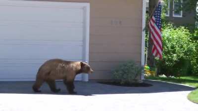 Man and a bear spook each other