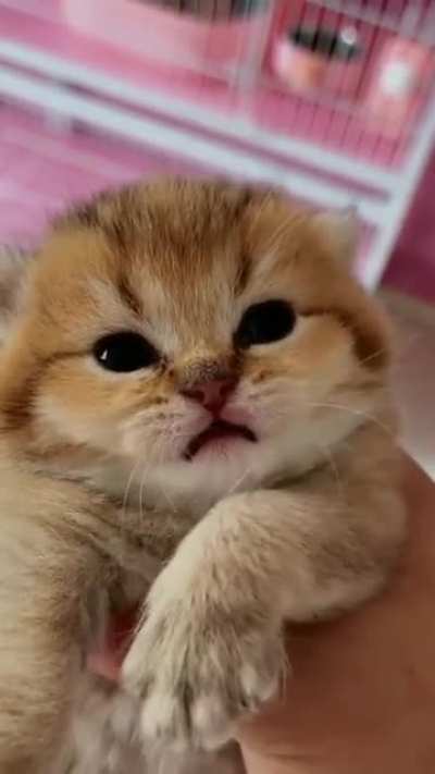 An absolutely ferocious squeak