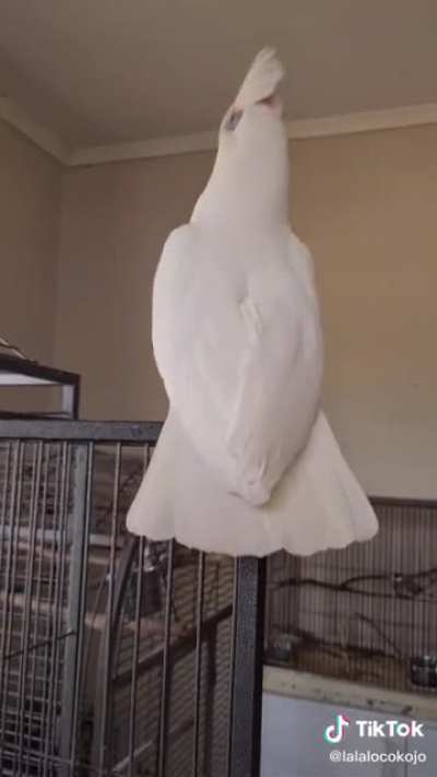 me🦜irl