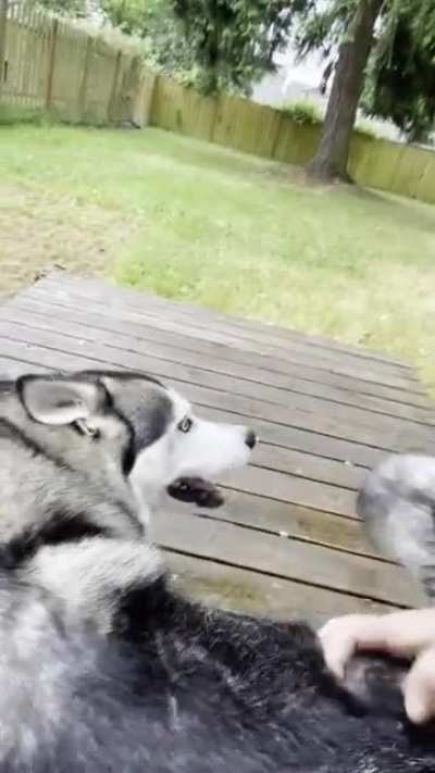 My brother&rsquo;s husky doesn&rsquo;t normally care for people much but I hadn&rsquo;t seen him in a year and this was his reaction
