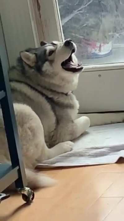 loud tantrum