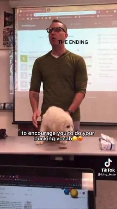 Nooooo doggooooo!