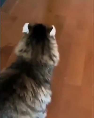 MEOW_IRL