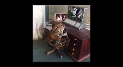 Frog watching JoJo’s Bizarre Adventure