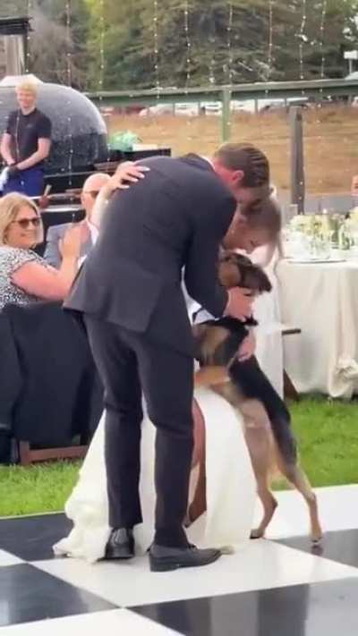 That means you&rsquo;ve got the dog&rsquo;s blessing, too!