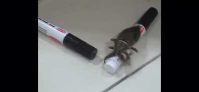 A giant bug
