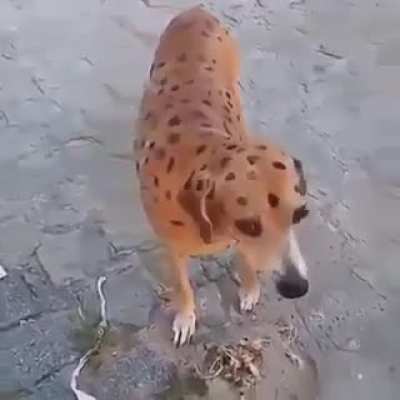 &AElig;