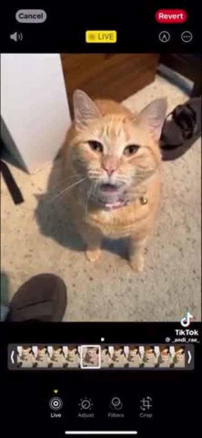 Help!  Gman has turned Kleiner in to a cat as punishment for the furry posting!!