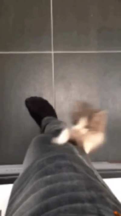 K&iuml;tt spares its hooman from picking it up.