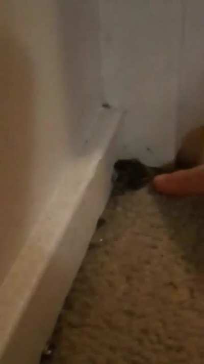 "Do frogs bite?"