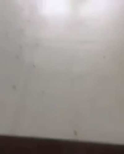 Hitting a massive bee hive