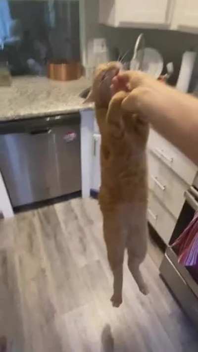 The last brain cell left when he saw the treat. Credit - apollo_screams on IG