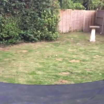 No animal can beat my dog when it comes to fetch. She&rsquo;s truly amazing at it
