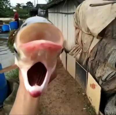 Dual wunkus! 🤪