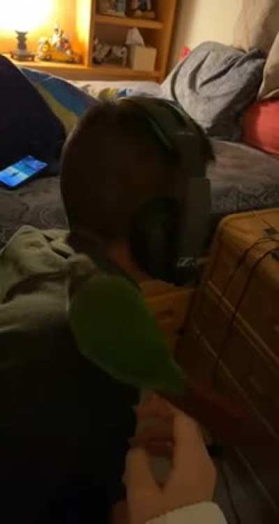 Marine Vs Birb