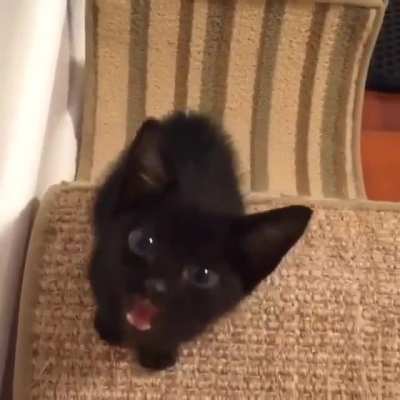 Illegally smol meow