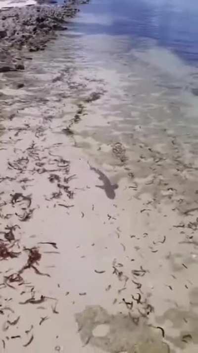 That's a nice little shark