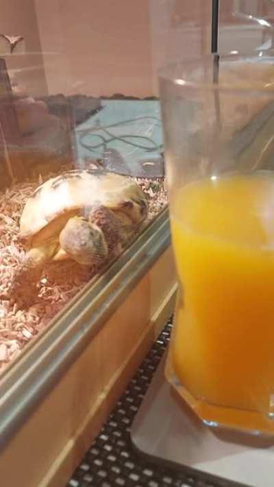Little Minerva is very disappointed she cant get the juice