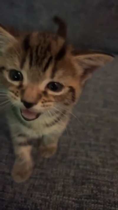 Squirt says G'day