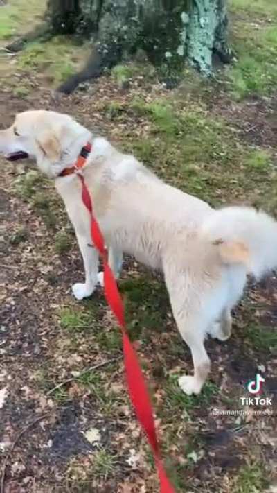 Good boy Thunder ⚡
