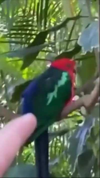 🦜