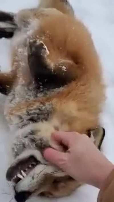 Turns out, foxes are ticklish!