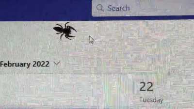 Spider catching a mouse