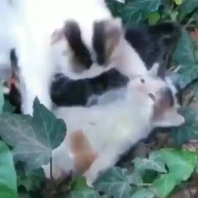 Nooo...
