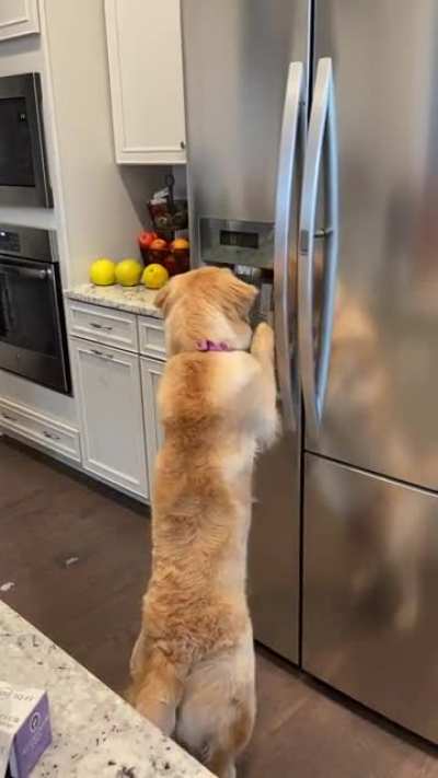 Uh oh&hellip;she figured out the ice dispenser!
