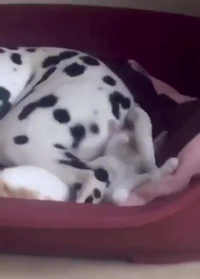 Kitten shares bed with dog