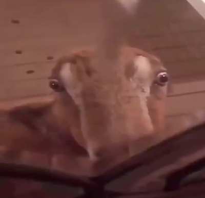 0.0