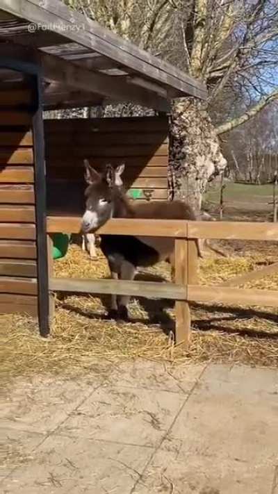 What a silly ass