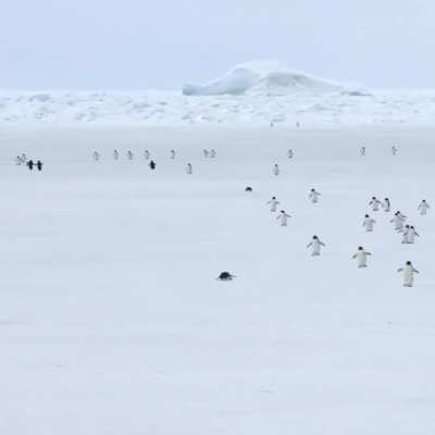 5x increased speed penguins