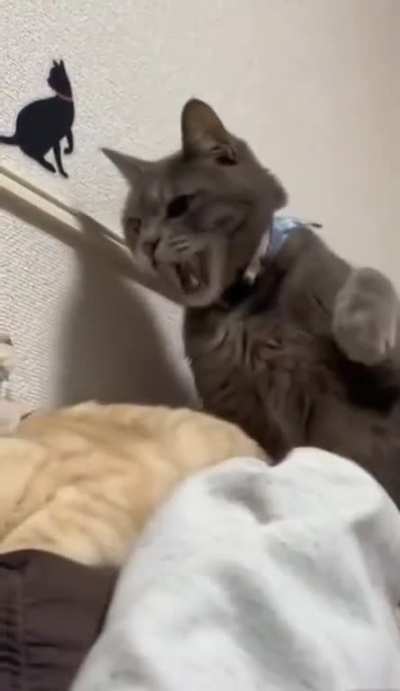 Don't bite my Homan!